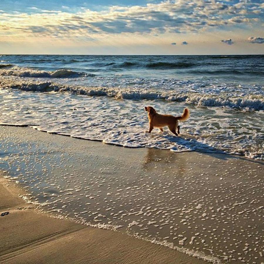 Dog Photograph - Beach Setter #dog #beach #orangebeach by Steven Gordon