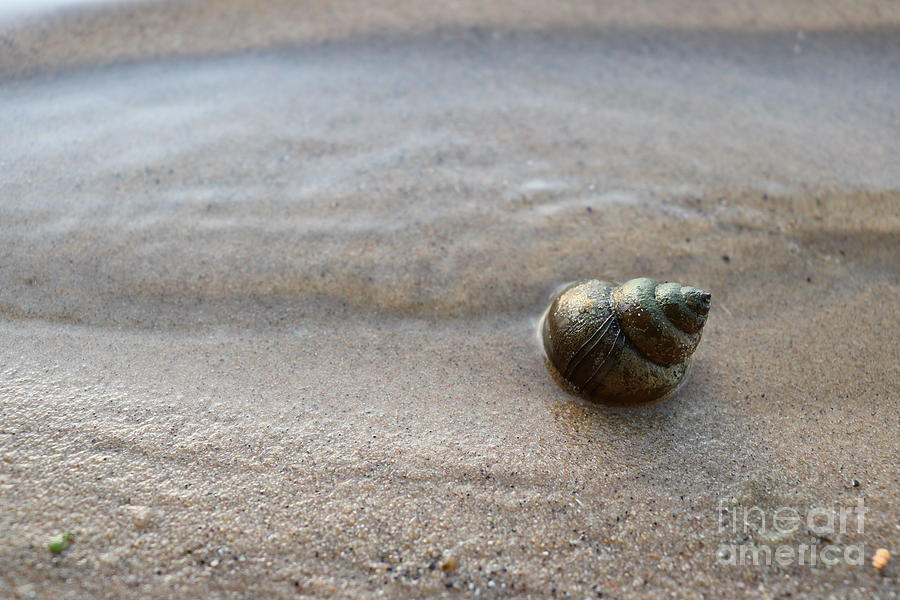 Beach Shell Photograph by Erick Schmidt