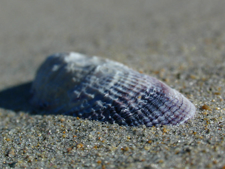 Beach Shell Photograph by Juergen Roth