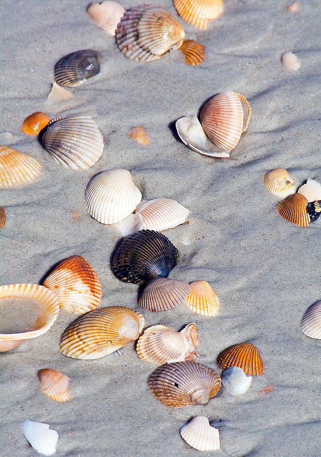 Shell Photograph - Beach Shells by Kenneth Albin