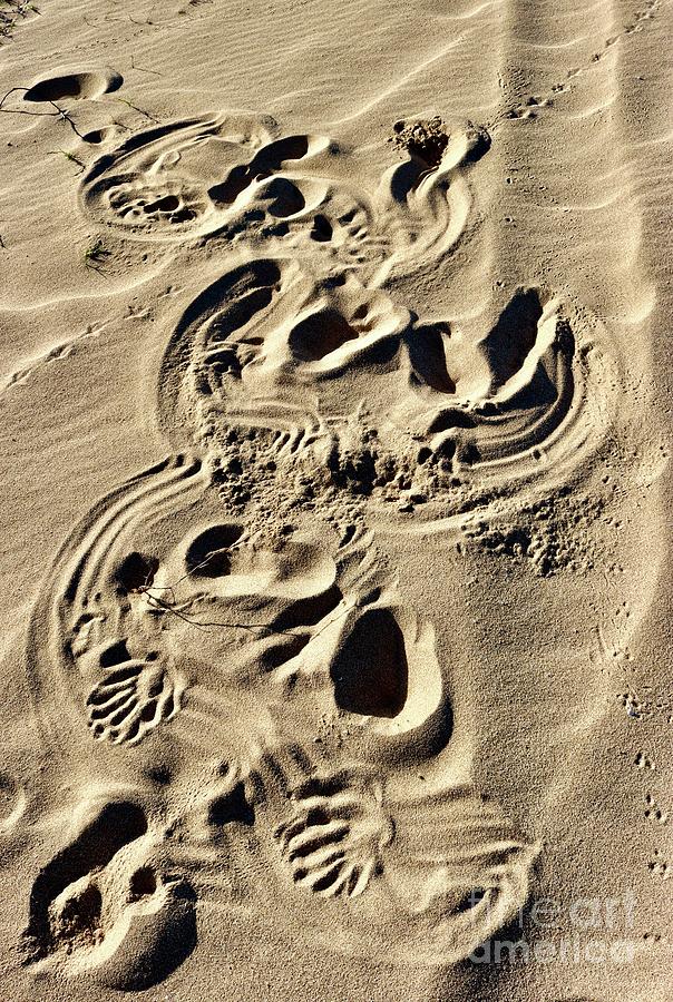 Beach Skeleton Photograph by Craig Wood