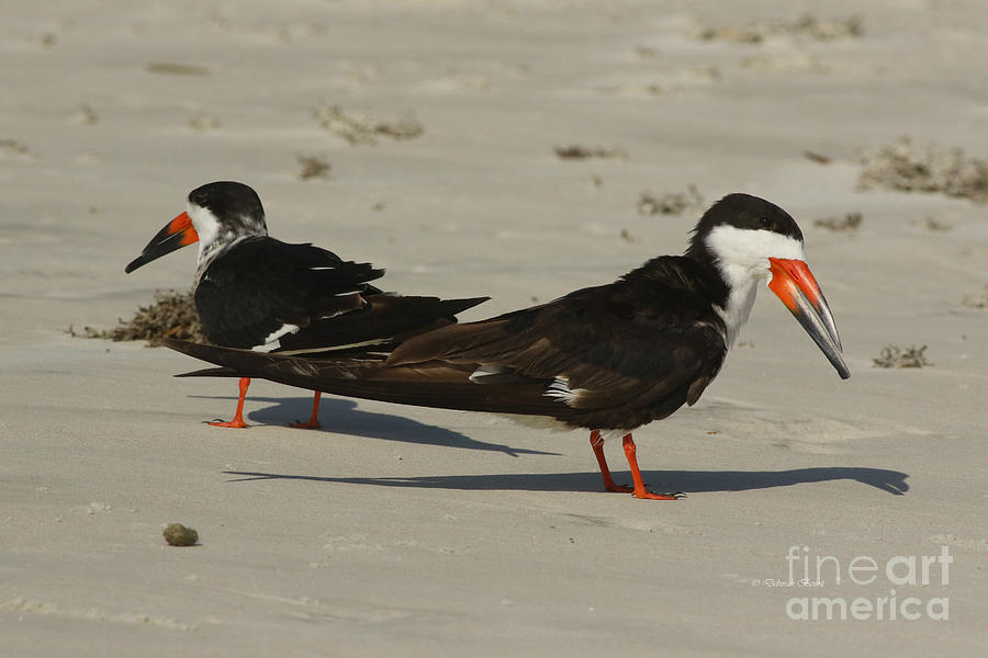 Bird Photograph - Beach Skimmers by Deborah Benoit