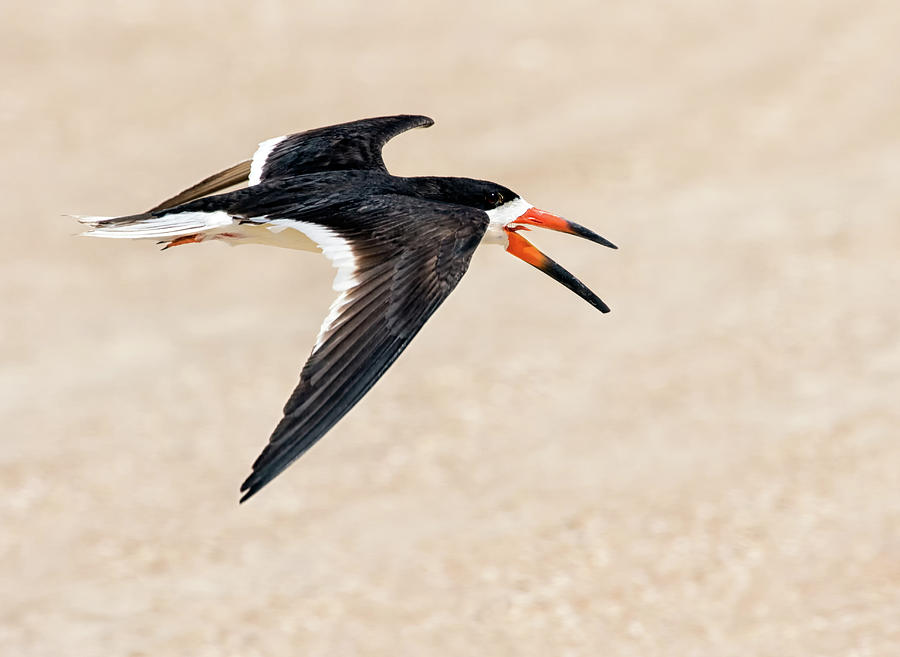 Beach Skimming Photograph by Art Cole