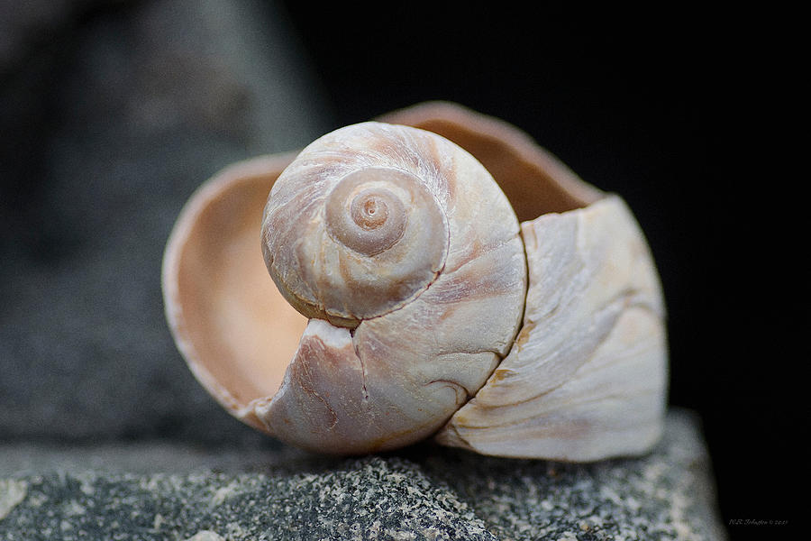 Beach Snail Photograph by WB Johnston