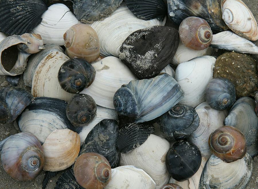 Beach Still Life II Photograph by Christiane Schulze Art And ...