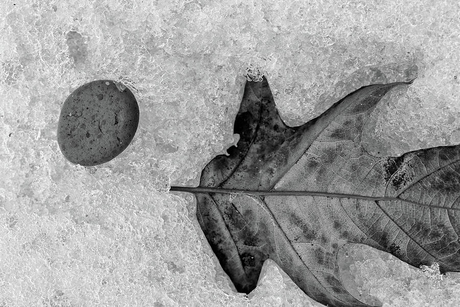 Winter Photograph - Beach Stone and Leaf in Snow BW by Mary Bedy