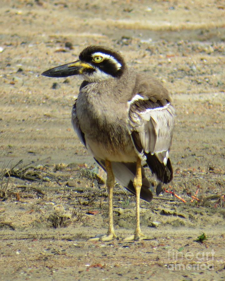 Beach Stone Curlew Photograph