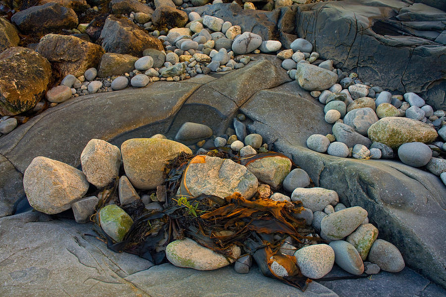 Beach Stones And Kelp #1 Photograph by Irwin Barrett