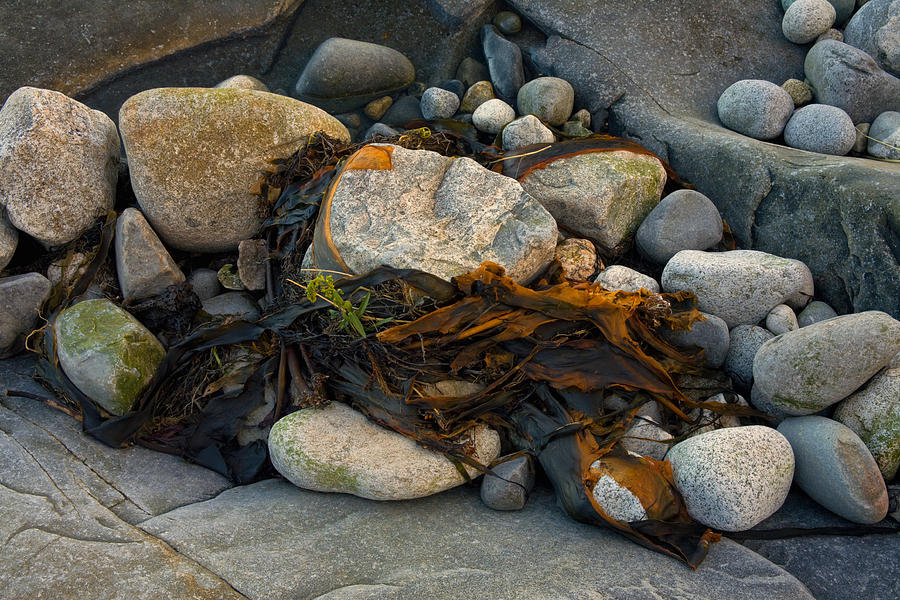 Beach Stones And Kelp #2 Photograph by Irwin Barrett