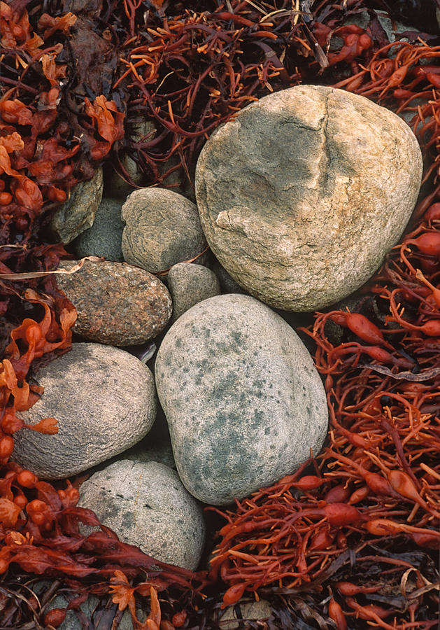 Beach Stones Nest Photograph by Irwin Barrett