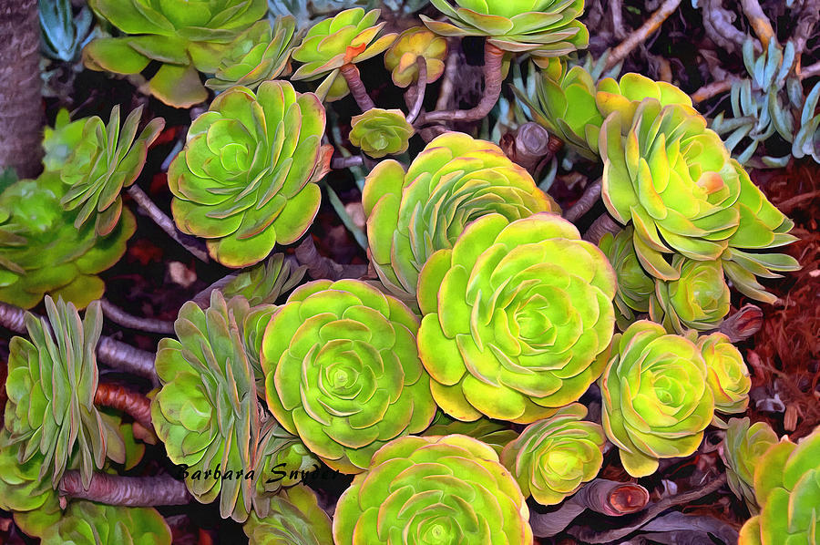 Beach Succulents  Photograph by Barbara Snyder