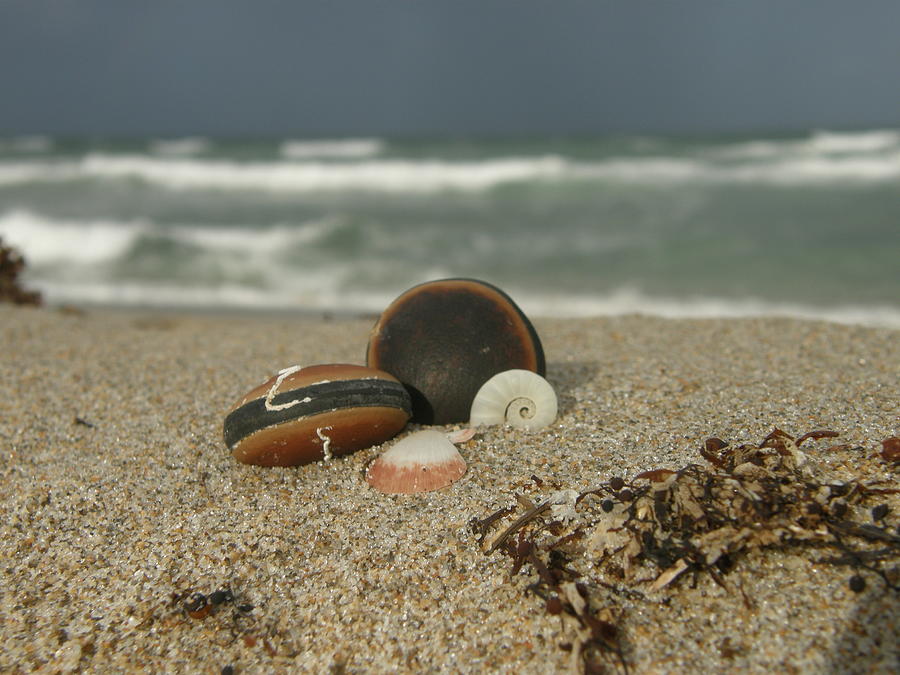 Shell Photograph - Beach Treasures 1 by Kimberly Mohlenhoff