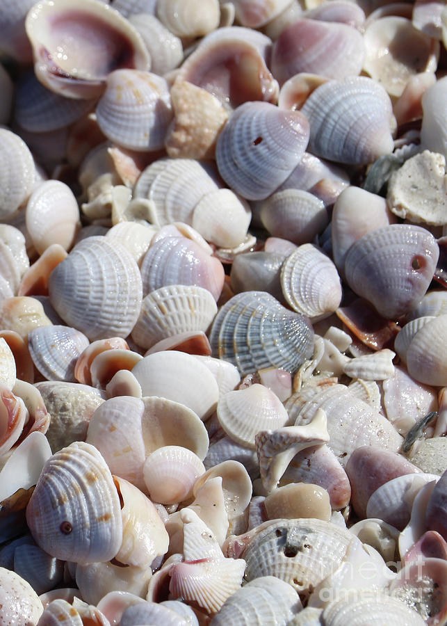 Shell Photograph - Beach Treasures - Seashells by Carol Groenen