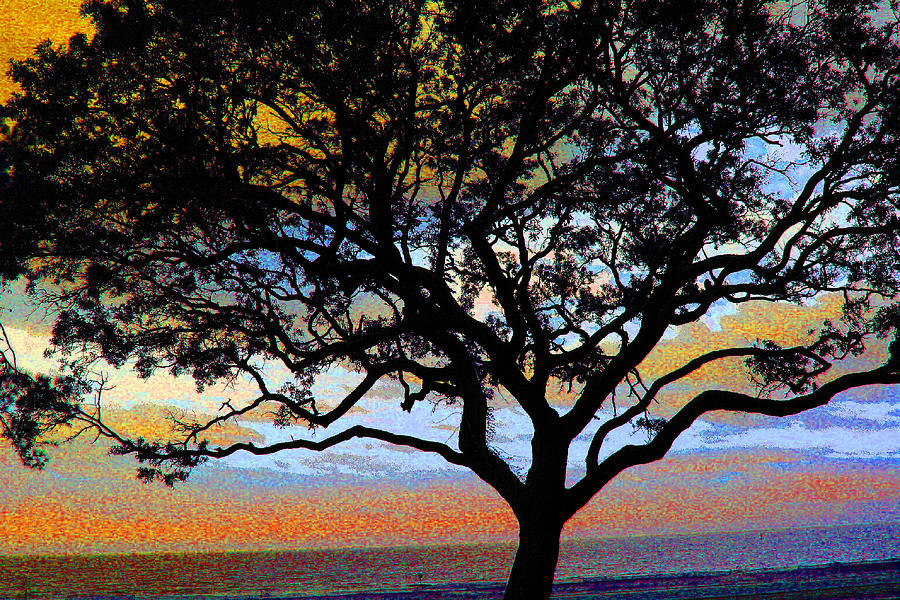Beach  Tree -  No. 1 - Ver 1 Photograph by William Meemken