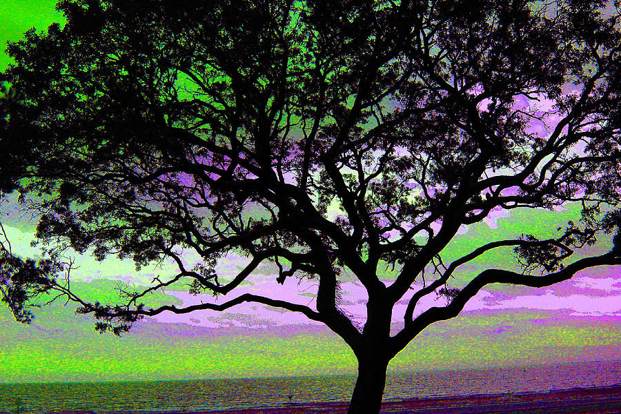 Beach  Tree - No. 1 - Ver. 2 Photograph by William Meemken