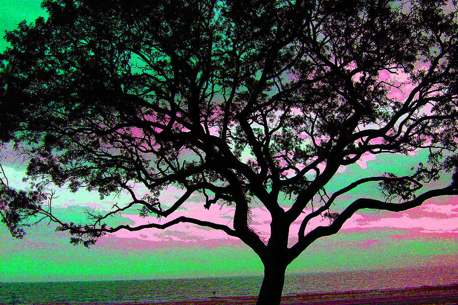 Beach  Tree - No. 1 - Ver. 3 Photograph by William Meemken