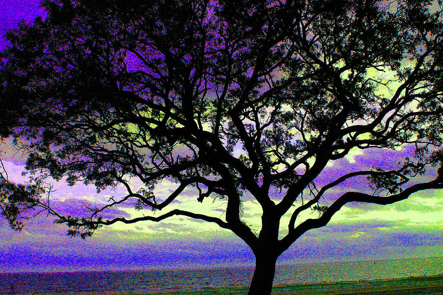 Beach  Tree - No. 1 - Ver. 4 Photograph by William Meemken