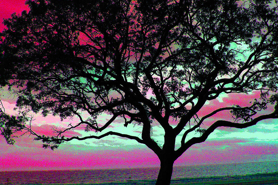 Beach  Tree -  No. 1 - Ver. 5 Photograph by William Meemken