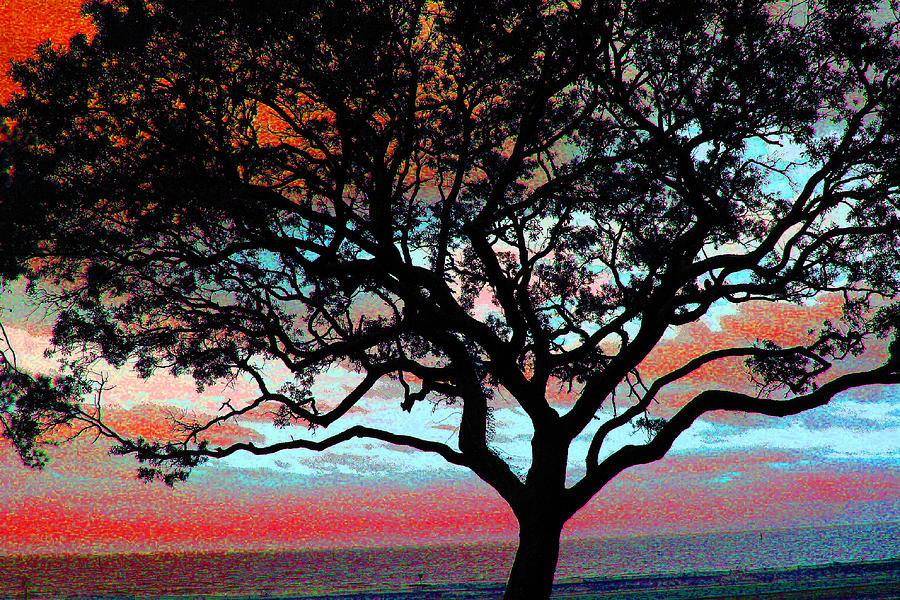 Beach  Tree -  No. 1 -  Ver. 6 Photograph by William Meemken