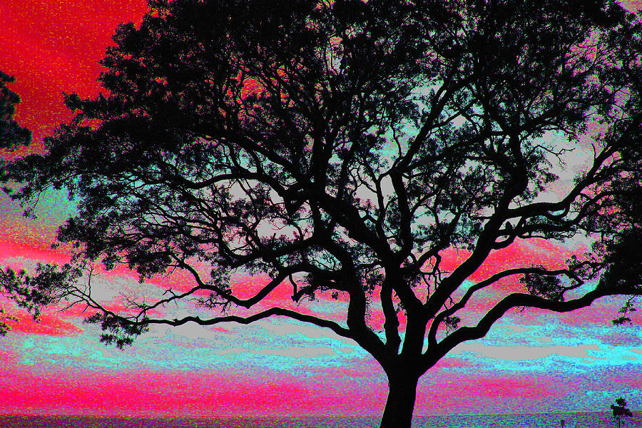 Beach  Tree -  No. 2 Photograph by William Meemken