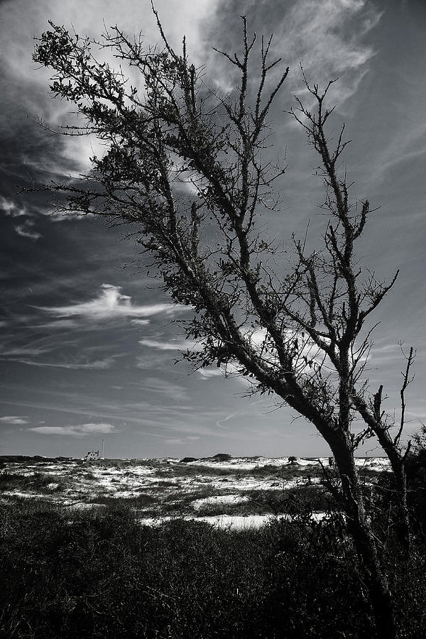 Beach Tree Photograph by George Taylor