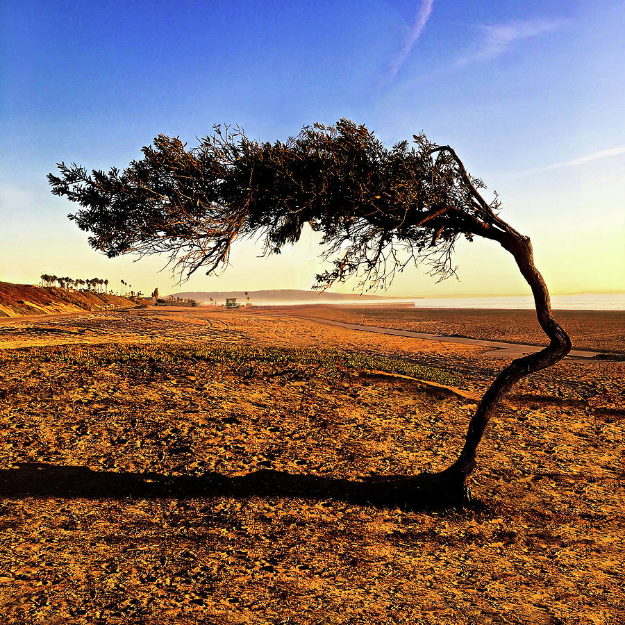 Sunset Photograph - Beach Tree by Howard Dando