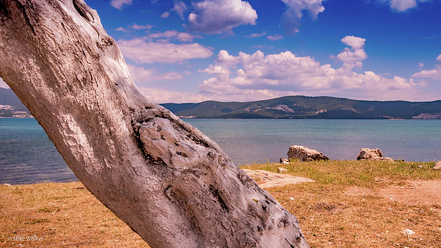 Turkey Photograph - Beach Tree by Mike Walker