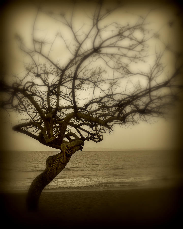Beach Tree Photograph by Perry Webster