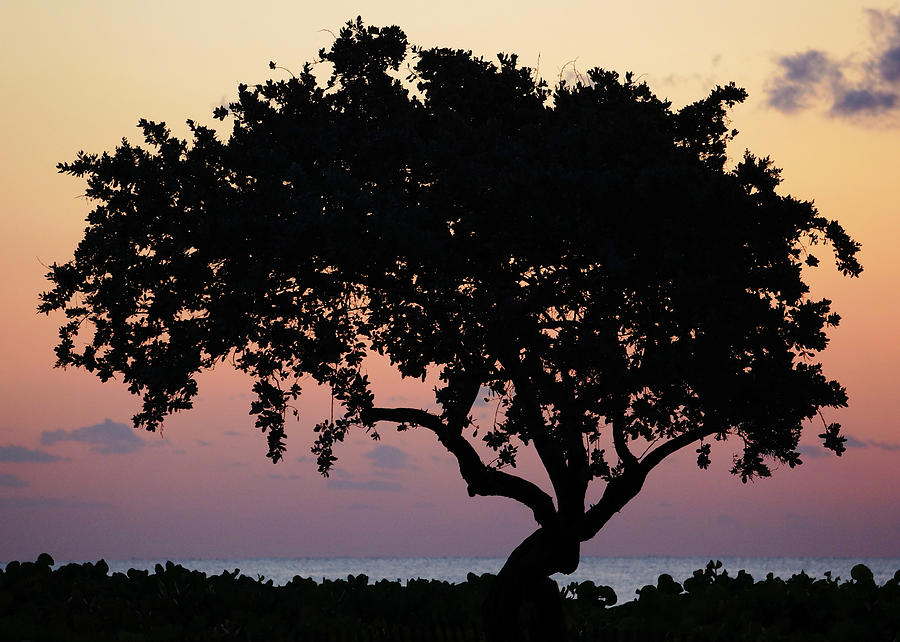 Beach Tree Silhouette Delray Beach Florida Photograph by Lawrence S Richardson Jr