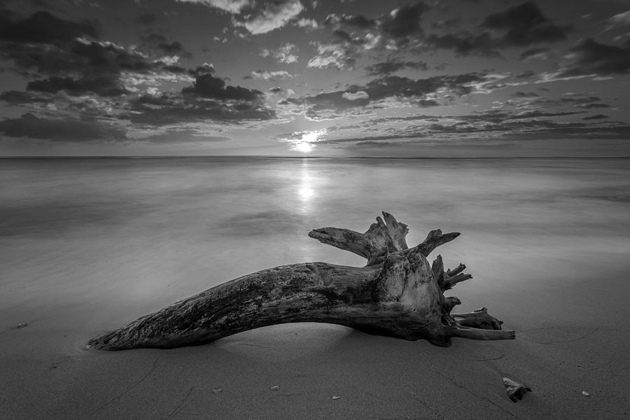 Beach Tree Sunrise BW Photograph by Pierre Leclerc Photography