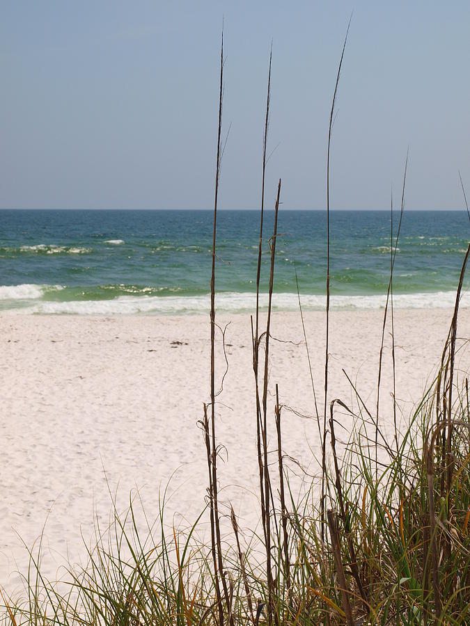 Beach View With Grass Photograph by James Granberry
