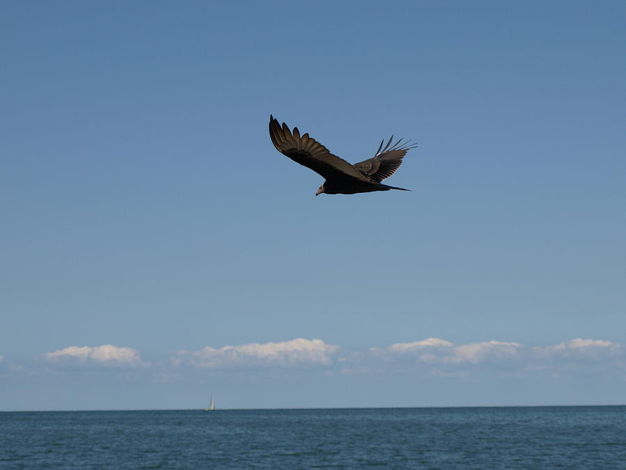 Beach Vulture Photograph by Jeffrey Peterson