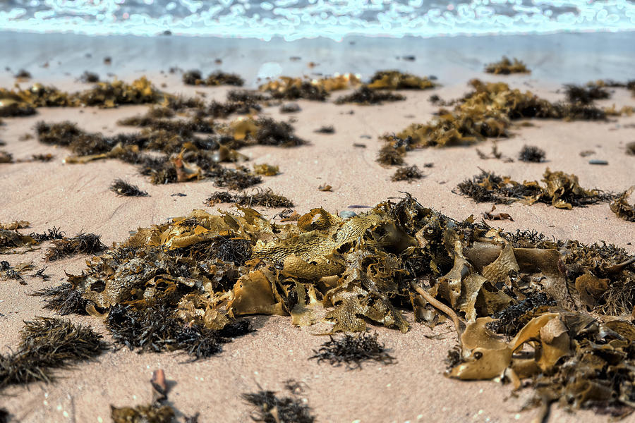 Beach Weed Photograph by Chris Hood - Fine Art America