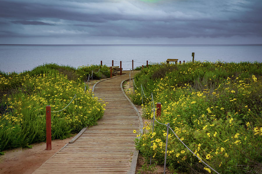 Beach Wildflowers Photograph by Joseph Hollingsworth