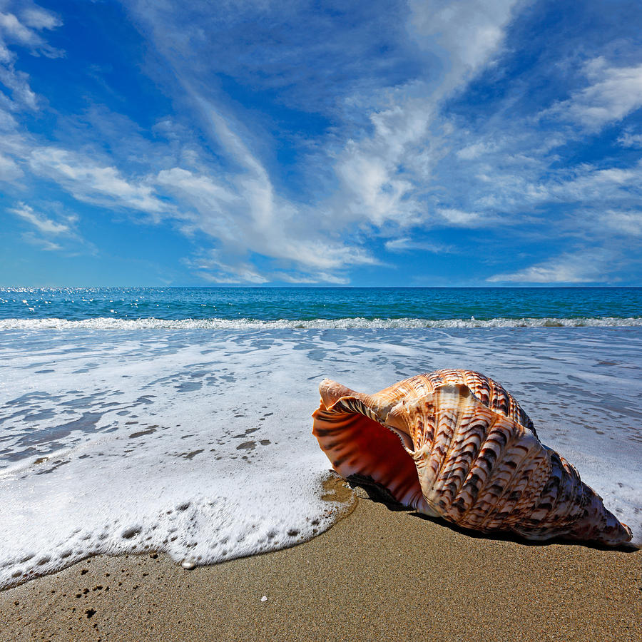 Beach with shell Photograph by Constantinos Iliopoulos