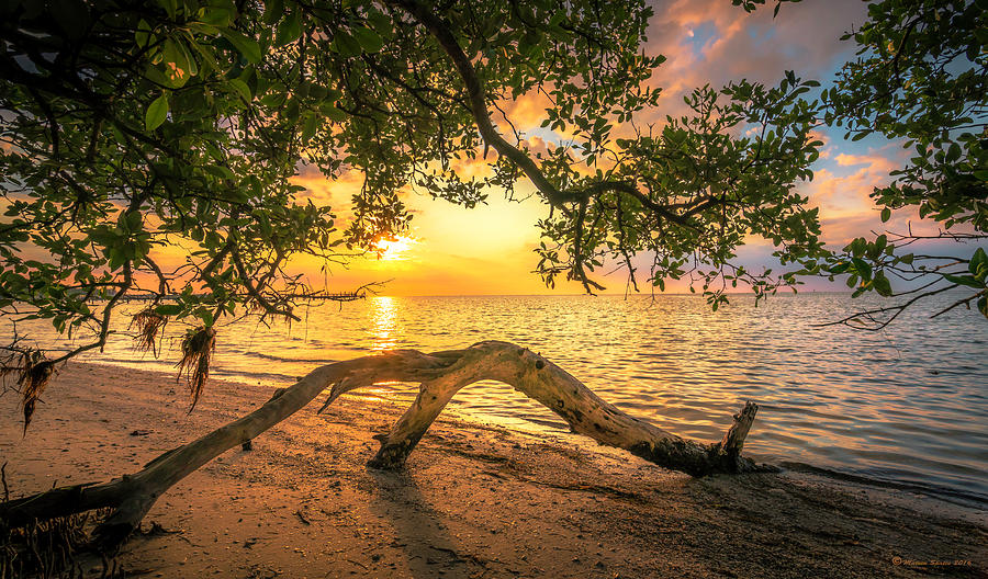 Beach Wood Photograph by Marvin Spates