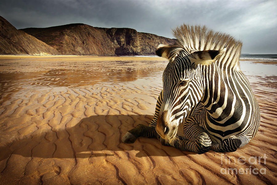 Beach Zebra Photograph by Carlos Caetano