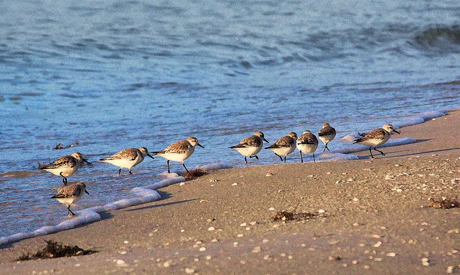 Beachcombers 2 - Sandpipers on the Beach Photograph by HH Photography of Florida