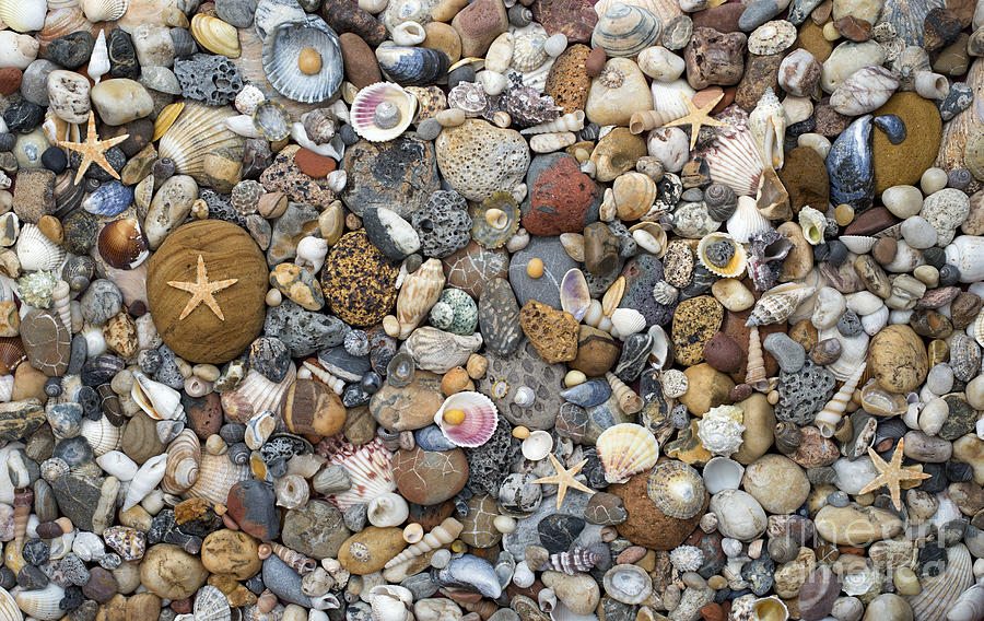 Beachcombing Pattern Photograph by Tim Gainey