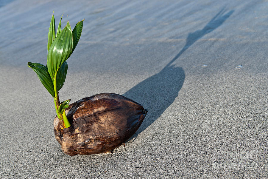 Beached Coconut Sprouting Photograph by Inga Spence