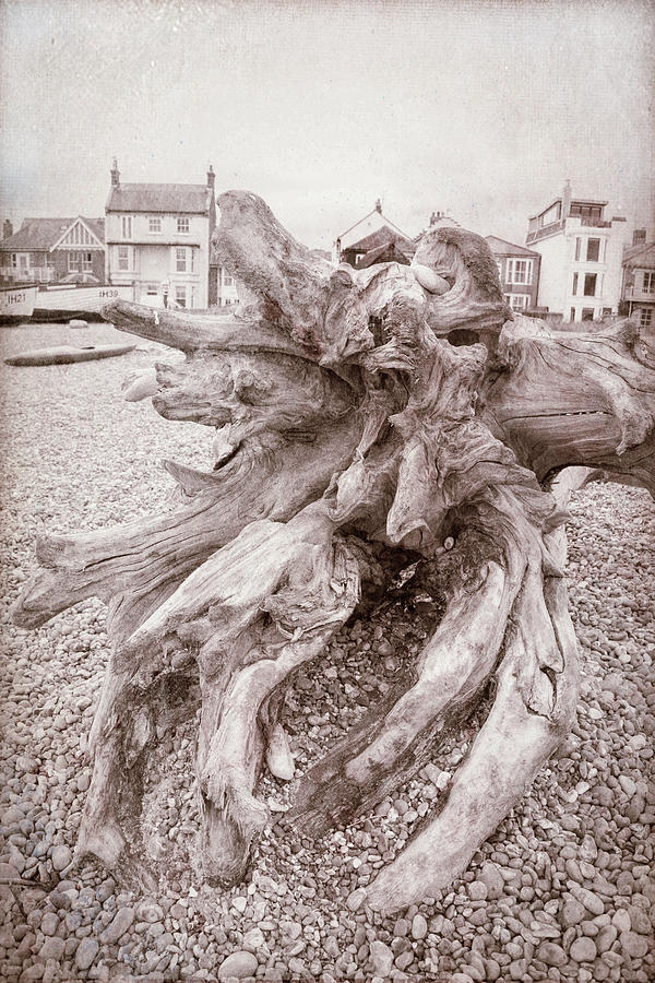 Beached Driftwood Photograph by Roy Pedersen