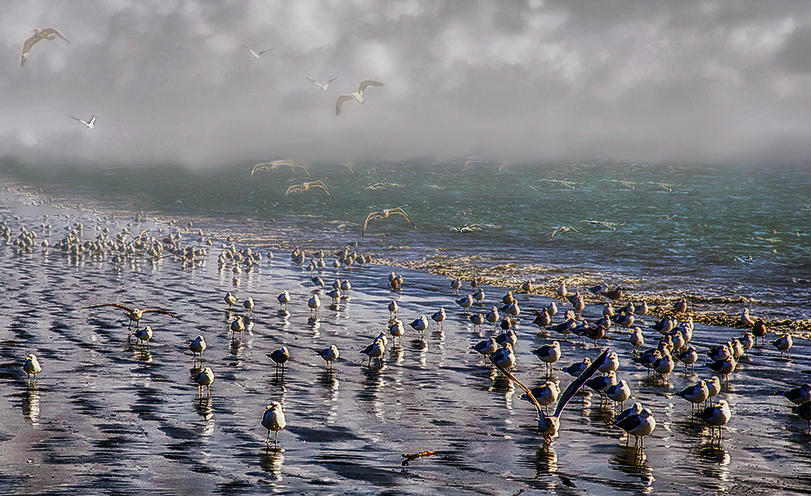 Beached Gulls Photograph by Joseph Hollingsworth