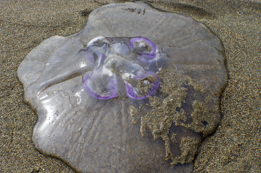Beached Jelly Photograph by Adria Trail