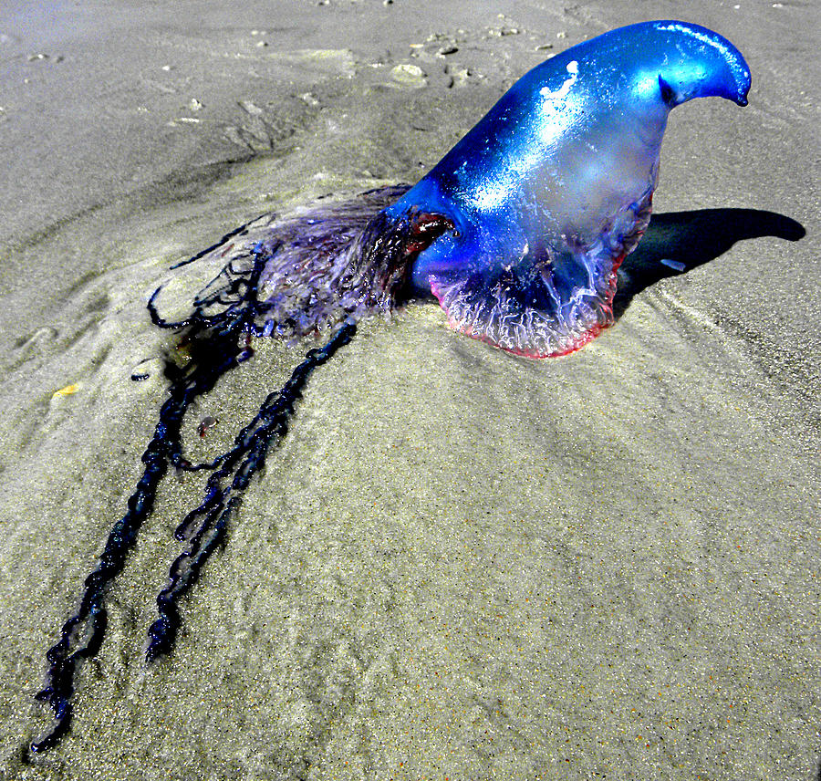 Beached Jellyfish 000 Photograph by Christopher Mercer