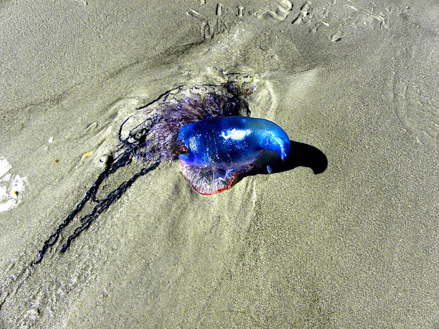 Beached Jellyfish 001 Photograph by Christopher Mercer