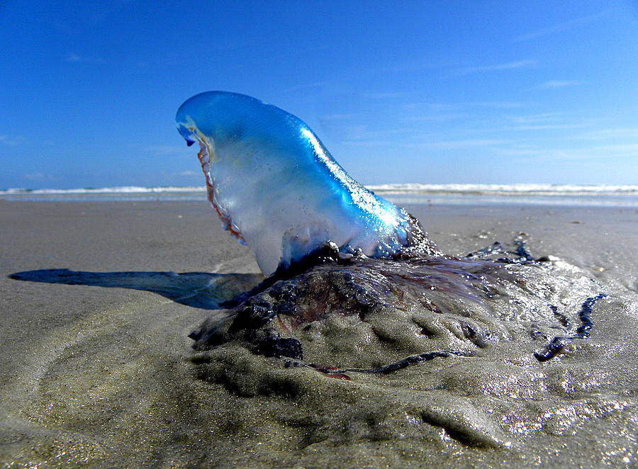 Beached Jellyfish  Photograph by Christopher Mercer