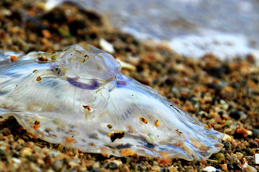 Beached Jellyfish Photograph by Pauline Darrow Fine Art America