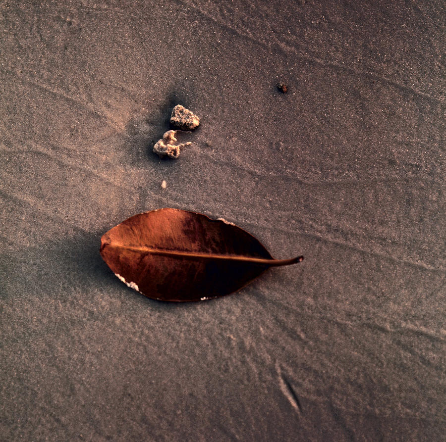 Beached Leaf Photograph by Brent L Ander