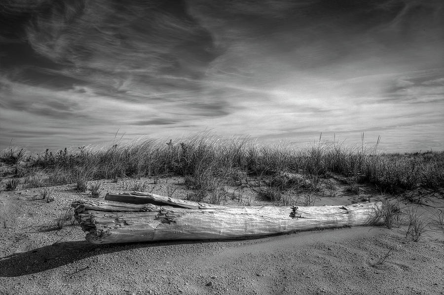 Beached log at Shinnecock Photograph by Steve Gravano