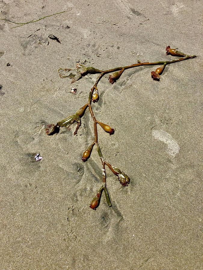 Beached Seaweed Photograph by Dina Calvarese